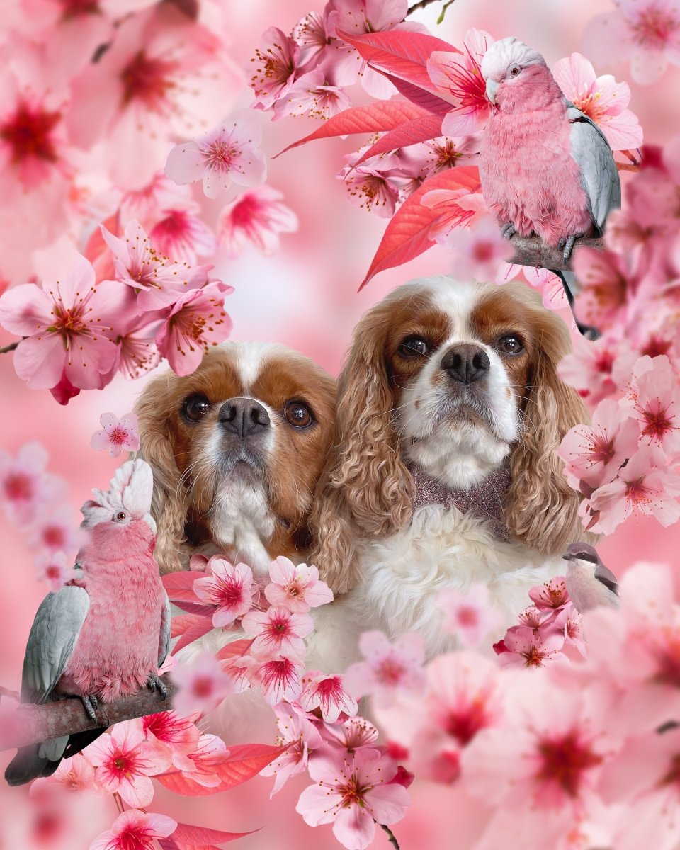 Cherry Blossoms Insert - 7KINGCAVALIERS